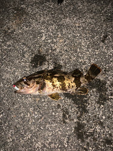 タケノコメバルの釣果