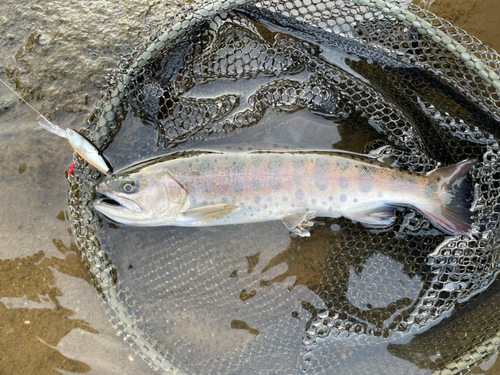 ヤマメの釣果