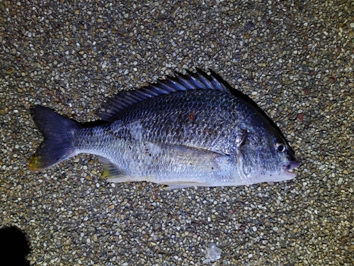 クロダイの釣果