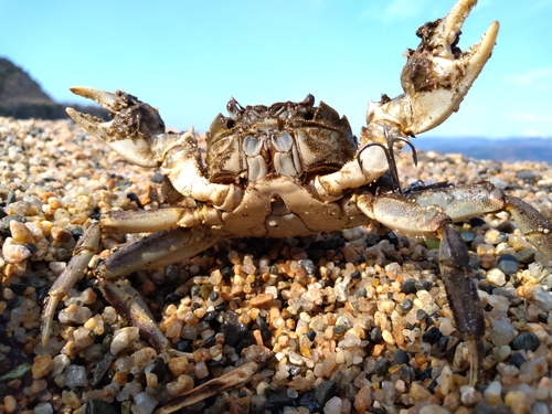 モクズガニの釣果