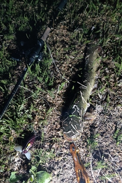 ニホンナマズの釣果