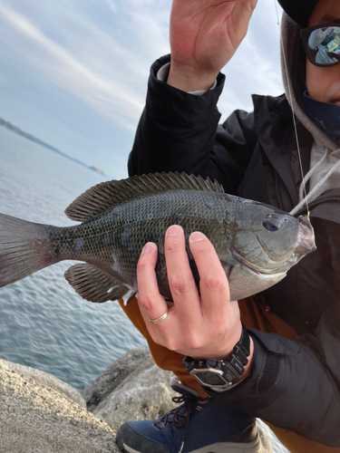 メジナの釣果