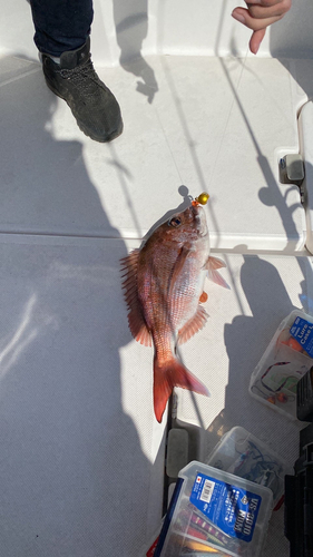 マダイの釣果