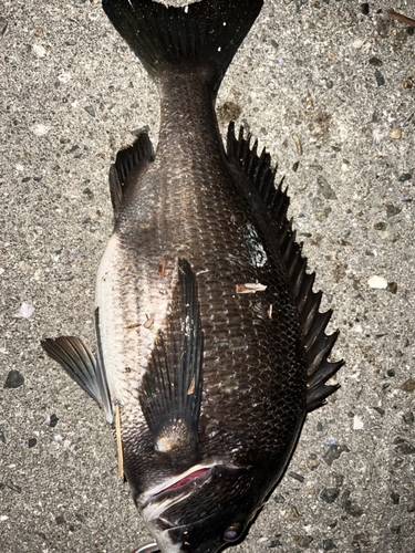 チヌの釣果