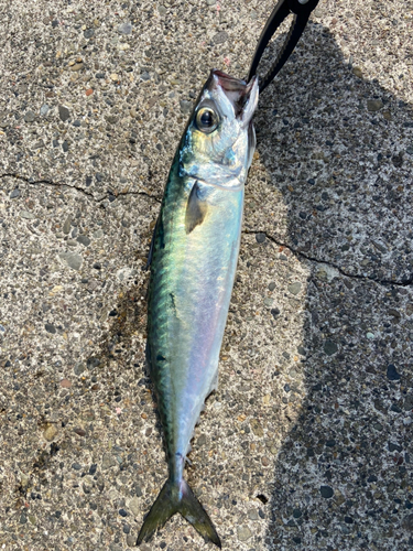 サバの釣果