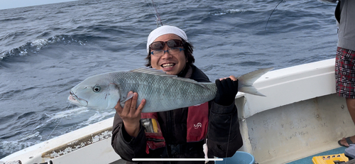 アオチビキの釣果