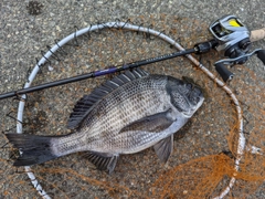 クロダイの釣果