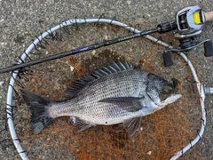 クロダイの釣果