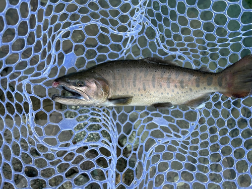 アマゴの釣果