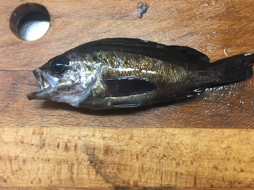 メバルの釣果