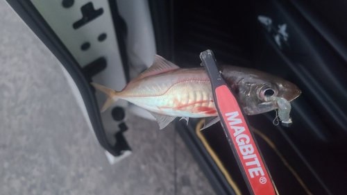 風車前で釣れたアジの釣り・釣果情報 - アングラーズ