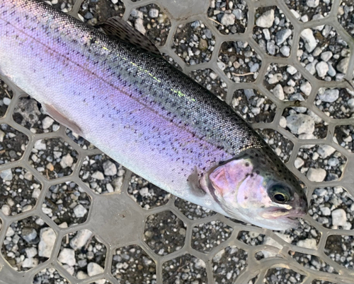 ニジマスの釣果