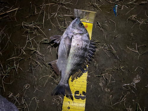 チヌの釣果