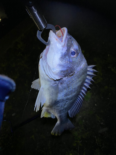 キビレの釣果