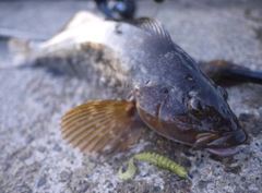 アイナメの釣果