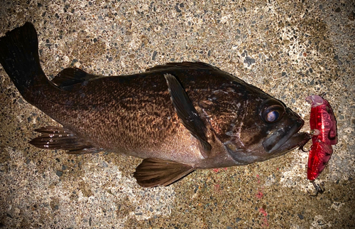 クロソイの釣果