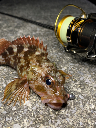 カサゴの釣果