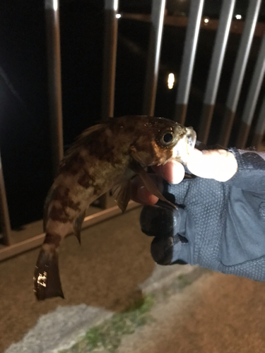 シロメバルの釣果