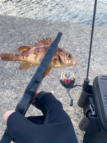 メバルの釣果