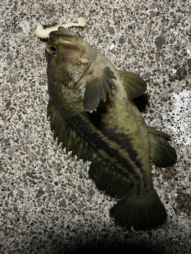 シマソイの釣果