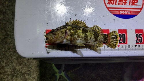 タケノコメバルの釣果