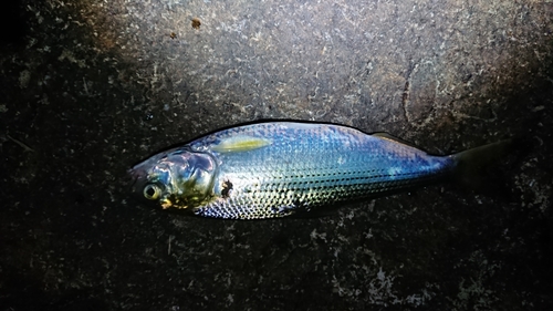 コノシロの釣果