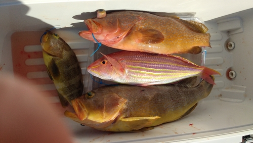 アオハタの釣果