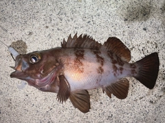 メバルの釣果