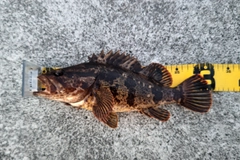 タケノコメバルの釣果