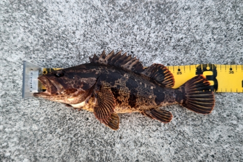 タケノコメバルの釣果