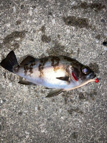 メバルの釣果