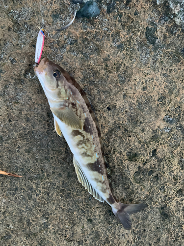 ホッケの釣果