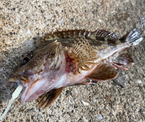 カサゴの釣果