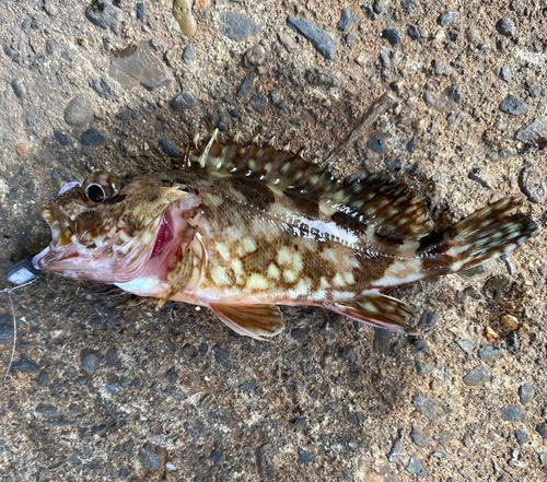 カサゴの釣果