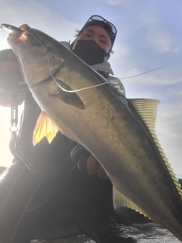 ヤズの釣果