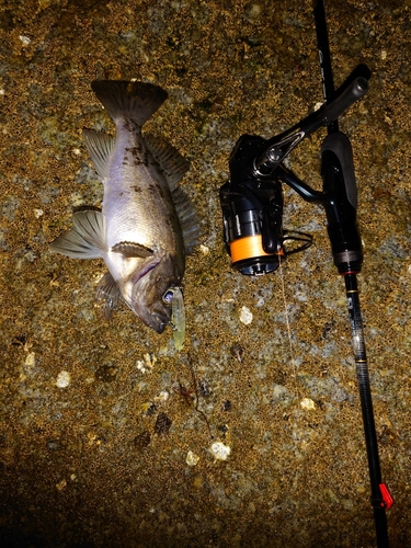 クロメバルの釣果