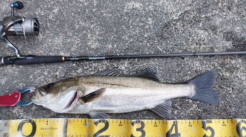 シーバスの釣果