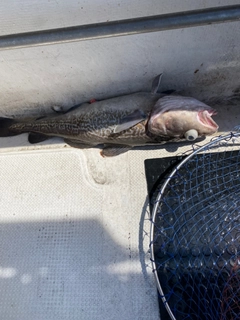タラの釣果