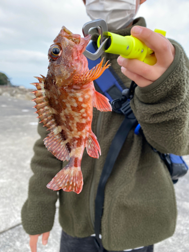 ガシラの釣果