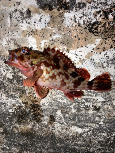 カサゴの釣果