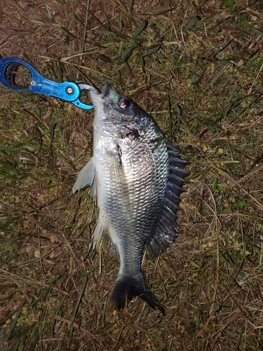 キビレの釣果