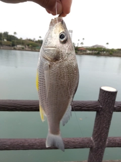 ホシミゾイサキの釣果