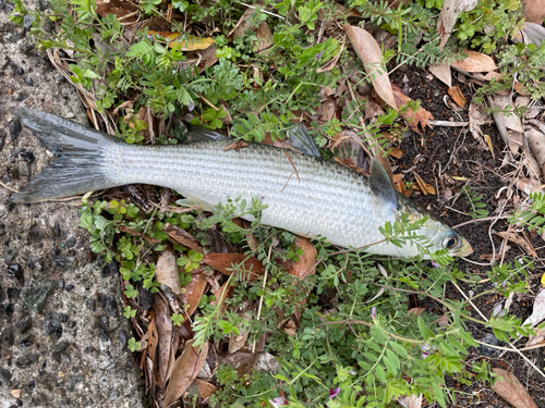 ボラの釣果