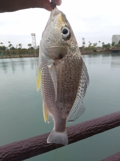 ホシミゾイサキの釣果