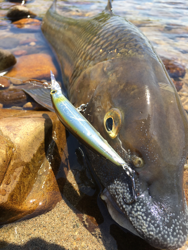 ニゴイの釣果