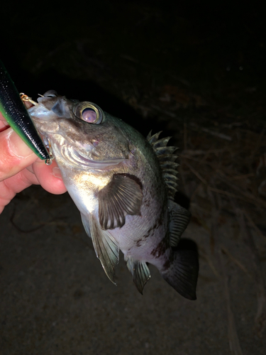 シロメバルの釣果