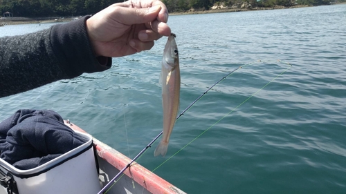 キスの釣果