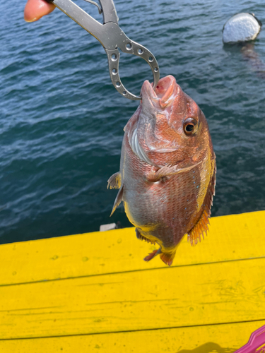 マダイの釣果