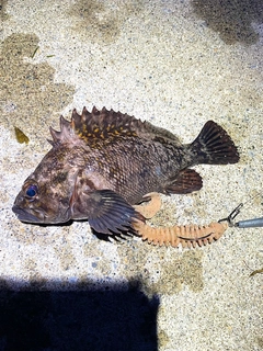 オウゴンムラソイの釣果