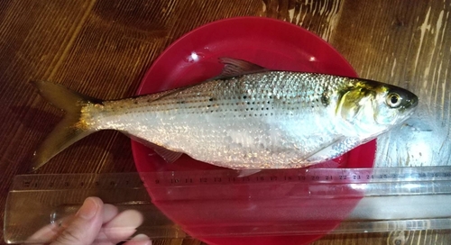 コノシロの釣果